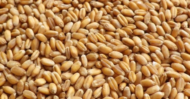 "أوبك للحبوب" . . مقترح روسي لمواجهة مشكلات الغذاء