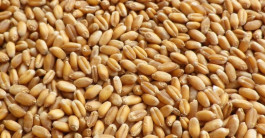 OPEC grain Russian proposal