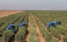 "الجوف الزراعية" تتحول للربحية بالربع الأول