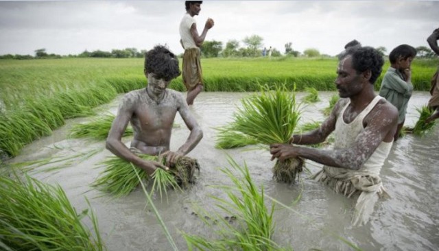Damaged rice production in India threatens global trade