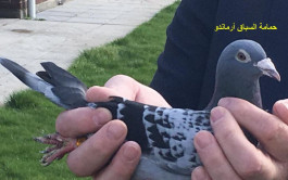 Pigeon bird at 1.25 million euros