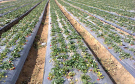 Saudi Arabia: 50 billion riyals loans to support the agricultural sector