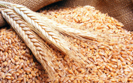 السعودية تستهدف شراء 780 ألف طن من علف الشعير